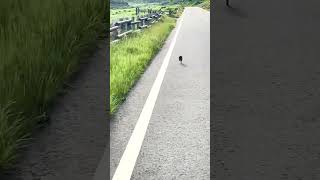 熊本の阿蘇山で野うさぎに遭遇🐰　#shorts #wildlife  #rabbit #wildanimals #wildbunny