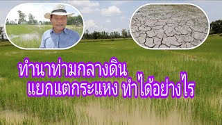 ทำนาท่ามกลางดินแยกแตกระแหงทำได้อย่างไร?