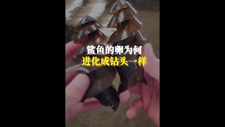 鯊魚的卵，為什麼偏偏進化成鑽頭一樣 #漲知識 #科普一下 #神奇動物在抖音