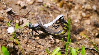 接合するシオヤトンボ Orthetrum japonicum