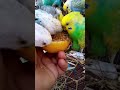 This Amazon bird toy is SO COOL #birds #parrot #birdslover #budgis #lovebirds #budgiegar #budgies