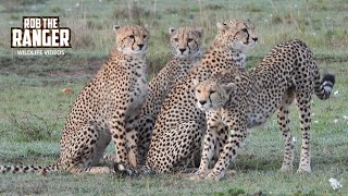 Following A Cheetah Family For A Morning | Maasai Mara Safari | Zebra Plains