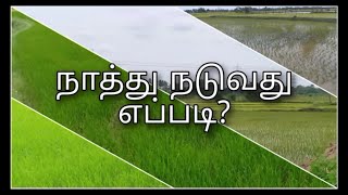 Naathu naduvathu eppadi|நெல் நாற்று நடவு செய்வது எப்படி?