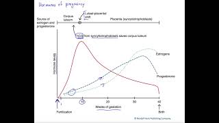 Hormones of pregnancy