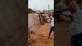 ఒంగోలు గిత్త రాజసం చూడండి Ongole Bull prakasam district king #ongolebulls #viralshorts  #viralvlog