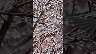 Help Robins Are Back But So Is Winter