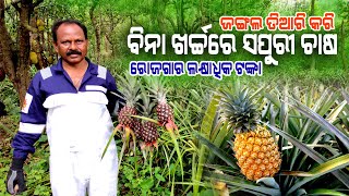 ସପୁରୀ ଚାଷ ହେଉଛି ବିନା କୌଣସି ସାର ଖତରେ  || zero maintenance Pineapple farming in Odisha.