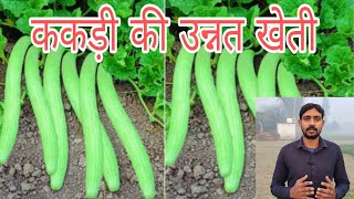 ककड़ी की खेती।। ककड़ी की खेती कैसे करें।। cucumber farming kakdi ki ageti kheti kakdi farming