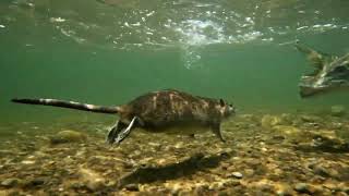Pike vs Water Rat – Rare Predator Attack Caught on Camera! 🐟🐀😱