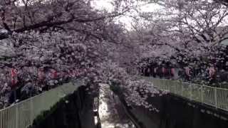 桜 (さくら SAKURA) 神田川 杉並区高井戸 2014年3月29日