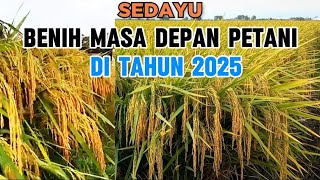 Rice Seeds for the Future of Indonesian Farmers in 2025 to Return to Self-Sufficiency