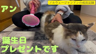 猫のアンは誕生日プレゼントよりパパの腕を上げて欲しいんだよ！の巻【ノルウェージャン アンの成長記録】