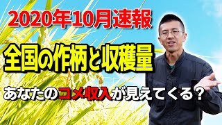 【2020米の出来】作付面積と作柄と収穫量を農林水産省レポートから読み解く。価格も予想あり