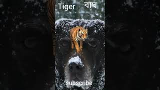 The tiger walked in the snow.বাঘ বরফের মধ্যে হেঁটেছিল#shorts