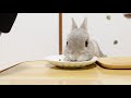 【asmr】幸せそうに晩ご飯を平らげていくうさぎのかわいい咀嚼音集