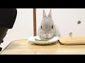 【asmr】幸せそうに晩ご飯を平らげていくうさぎのかわいい咀嚼音集