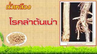 โรคลำต้นเน่าถั่วเหลือง (ป้องกันกำจัดอย่างไร)