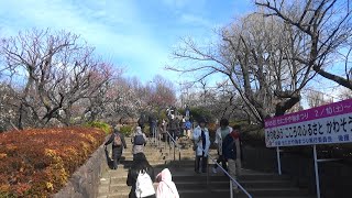 せたがや梅まつり　梅が咲いています　今年は開花が早い