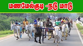 நடு மாடு-மணமேல்குடி -03.11.2019-manamelkudi nadumadu Amutham Studio