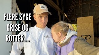 En udfordret Mikkel og endnu en syg gris| Livet på gården Ep. 30