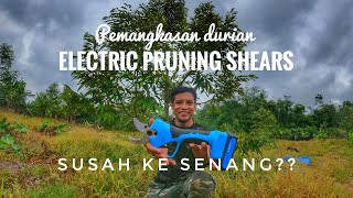 Pruning durian umur 2 tahun 7 bulan.  electric pruning shears.