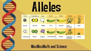 Alleles vs Gene