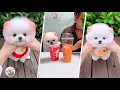 Funny and Cute Pomeranian 😍 Pomerania divertido y lindo | Tik Tok Mini perro Pomerania #2