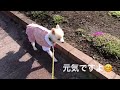 日向神ダム千本桜