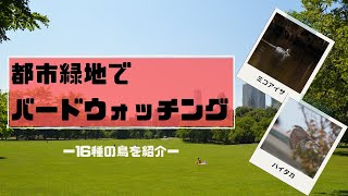 愛知県の都市緑地でバードウオッチング！16種の野鳥を紹介