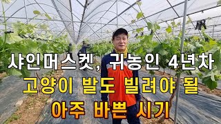 [김천시농업기술센터] 아주 바쁜 시기에 '이곳'이 큰 도움이 됩니다 (김천시 어모면 박범덕 대표) ㅣ Shine Muscat working season