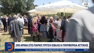 200 αρνιά στο Πάρκο Τρίτση έβαλε η Περιφέρεια Αττικής | Μεσημεριανό Δελτίο Ειδήσεων | OPEN TV