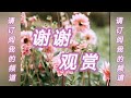 路边的野花不要采@ 邓丽君 恰恰双人舞