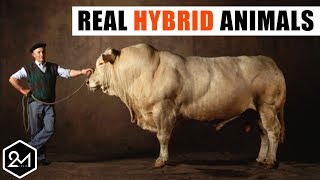 10 Bizarre Hybrid Animal You Wont Believe Actually Exist