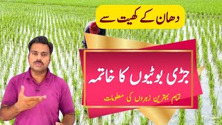 How to control weeds in rice field | Weeds management in paddy crop | Abid Ali Agrarian