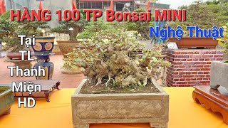 CHIÊM NGƯỠNG hàng 100 TP Bonsai MINI RẤT NHIỀU CÂY XUẤT SẮC tại TL THANH MIỆN - HD 2024 .