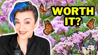 The Best Pollinator Plant you Might NOT Want In Your Yard (JOE PYE WEED)