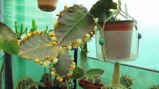 My Rhipsalis elliptica Epiphytic cactus with beautiful Flowers