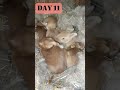 Кролики растут. rabbits grow 1 to 15 days bunny rabbits animal cute pet rabbitsdrinks growth