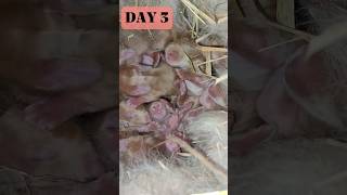 Кролики растут. Rabbits grow 1 to 15 days #bunny #rabbits #animal #cute #pet #rabbitsdrinks #growth