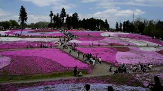 元気発信　復興支援　秩父芝桜の丘2011年4月29日