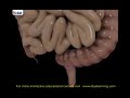 human digestive system bengali audio1