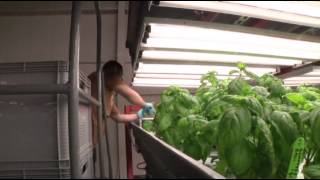 Growing Up: Indoor Farm Goes 'Mega' Near Chicago