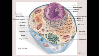 BIO206_Chapter 3_part 1