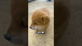 Esse CACHORRINHO Estava TREMENDO MUITO, Mas... (Créditos: 不吃青椒/107265068 no Douyin)