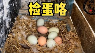 来咯，视频来咯！#农村生活 #我的乡村生活 #捡蛋的幸福生活