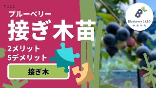 接ぎ木苗を知ると買う時に迷うことが減ります｜ブルーベリーの接ぎ木苗のメリット・デメリット【ブルーベリー】【家庭果樹】【ブルーベリー栽培】