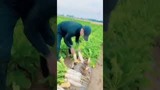 How do Chinese people grow radishes?#shorts #viralshorts #trending