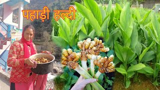 पहाड़ी हल्दी कैसे तैयार होती है //How is mountain turmeric prepared