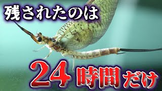 【ゆっくり解説】悲しき命たち…寿命の短い生き物ランキング10選【いきもの雑学】