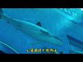 带你逛逛新加坡海洋馆～亚洲最大海洋馆！ biggest sea aquarium of asia singapore sea aquarium新加坡海洋馆